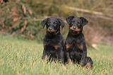 BEAUCERON - PUPPIES 392